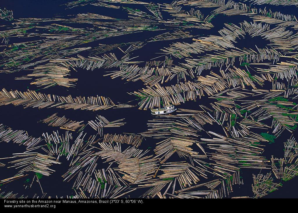 Forestry Amazonas Brazil.